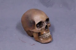 Dapper Cadaver Workshop Foam Skull Replica Skeletons, Skulls & Bones