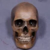 Dapper Cadaver Workshop Foam Skull Replica Skeletons, Skulls & Bones