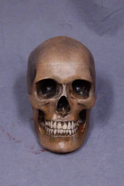 Dapper Cadaver Workshop Foam Skull Replica Skeletons, Skulls & Bones