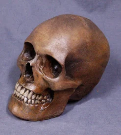 Dapper Cadaver Workshop Foam Skull Replica Skeletons, Skulls & Bones