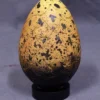 Pacific Trading Yellow Egg Fossil Rental Dinosaur Props