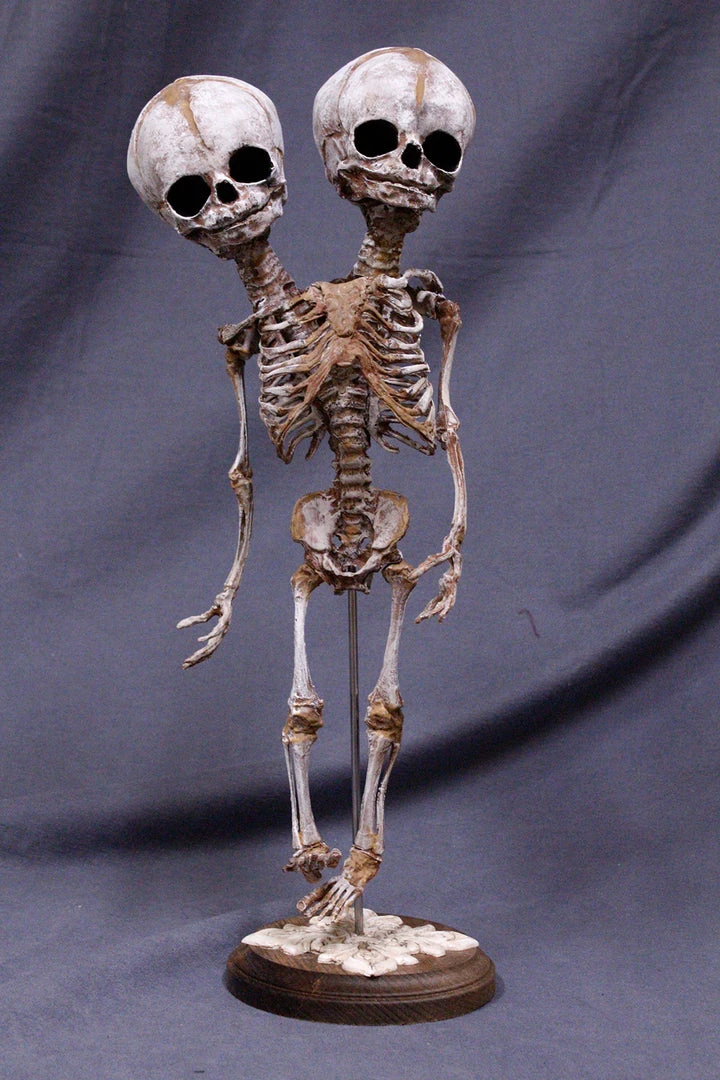 Skeletons And More Skeletons, Skulls & Bones Two Headed Fetal Skeleton 1 Skeletons And More Skeletons, Skulls & Bones Two Headed Fetal Skeleton