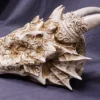 Pacific Trading Ornate White Dragon Skull Halloween Decor