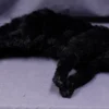 Rachael Lee Goodman Black Cat Prop - Special Order Dog & Cat Props