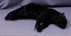 Rachael Lee Goodman Black Cat Prop - Special Order Dog & Cat Props