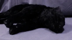 Rachael Lee Goodman Black Cat Prop - Special Order Dog & Cat Props