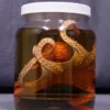 Dapper Cadaver Props Large Octopus Replica Specimen Jar New Haunt Props
