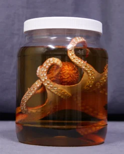 Dapper Cadaver Props Large Octopus Replica Specimen Jar New Haunt Props