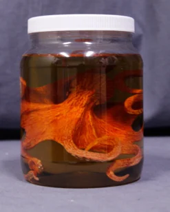 Dapper Cadaver Props Large Octopus Replica Specimen Jar New Haunt Props