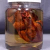 Dapper Cadaver Props Replica Specimen Jar, Human Heart New Haunt Props