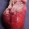 Dapper Cadaver Workshop Lifelike Human Heart, Large