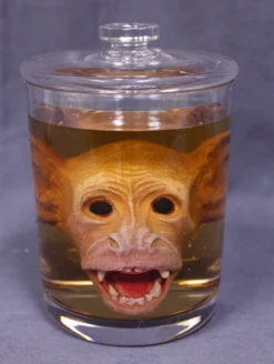 Dapper Cadaver Workshop Monkey Head Apothecary Specimen Jar