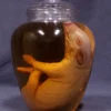 Dapper Cadaver Workshop Two Headed Fetal Pig Specimen Jar