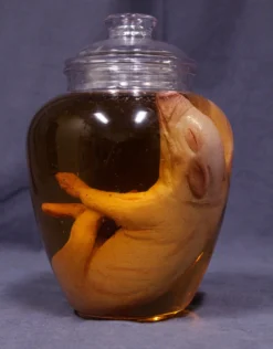 Dapper Cadaver Workshop Two Headed Fetal Pig Specimen Jar