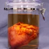 Dapper Cadaver Workshop Small Lifelike Heart Scientific Specimen Jar New Haunt Props