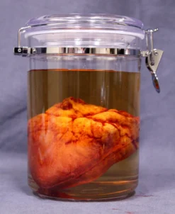 Dapper Cadaver Workshop Small Lifelike Heart Scientific Specimen Jar New Haunt Props