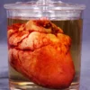 Dapper Cadaver Workshop Small Lifelike Heart Apothecary Specimen Jar