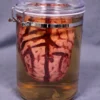 Dapper Cadaver Workshop Brain Apothecary Specimen Jar