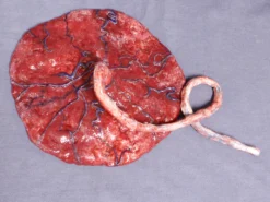 Dapper Cadaver Workshop Silicone Placenta Prop