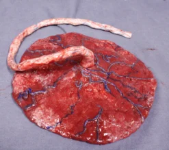 Dapper Cadaver Workshop Silicone Placenta Prop