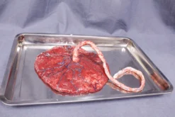 Dapper Cadaver Workshop Silicone Placenta Prop