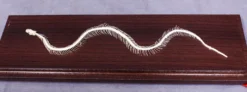 C&A Scientific Snake Skeleton, Non-Venomous Snake Animal Skulls & Skeletons