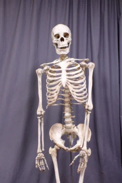 Dapper Cadaver Props Skulls & Skeletons Crime Scene Skeleton Rental