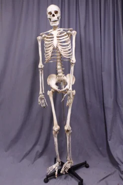 Dapper Cadaver Props Skulls & Skeletons Crime Scene Skeleton Rental