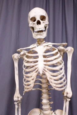 Dapper Cadaver Props Skulls & Skeletons Crime Scene Skeleton Rental