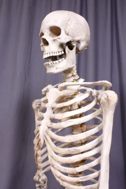 Dapper Cadaver Props Skulls & Skeletons Crime Scene Skeleton Rental
