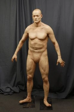 Dapper Cadaver Workshop Lifecast Prop Bodies Standing Jack Deluxe Male Body