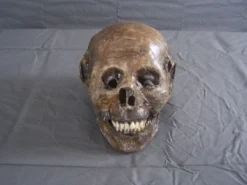Dapper Cadaver Workshop Decayed & Mummy Mummified Remy Skull