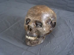 Dapper Cadaver Workshop Decayed & Mummy Mummified Remy Skull