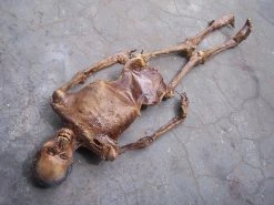 Dapper Cadaver Workshop Remy Mummy