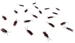 Morris Costumes Reptiles, Sealife & More Fake Roach Set