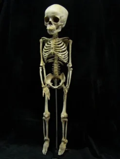 Dapper Cadaver Workshop Skeletons, Skulls & Bones Toddler Skeleton