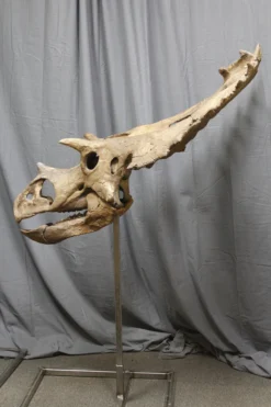 Gaston Design Dinosaur Props Triceratops Skull Replica Rental