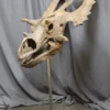 Gaston Design Dinosaur Props Triceratops Skull Replica Rental