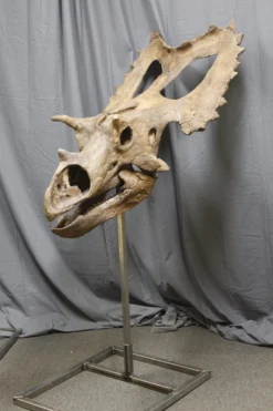 Gaston Design Dinosaur Props Triceratops Skull Replica Rental