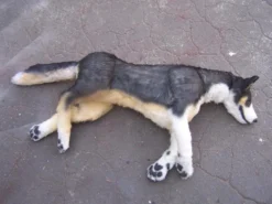 Rachael Lee Goodman Welsh Sheep Dog - Special Order Dog & Cat Props