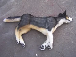 Rachael Lee Goodman Welsh Sheep Dog - Special Order Dog & Cat Props