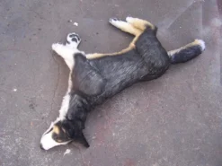 Rachael Lee Goodman Welsh Sheep Dog - Special Order Dog & Cat Props