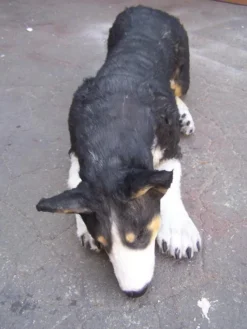 Rachael Lee Goodman Welsh Sheep Dog - Special Order Dog & Cat Props