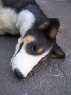 Rachael Lee Goodman Welsh Sheep Dog - Special Order Dog & Cat Props