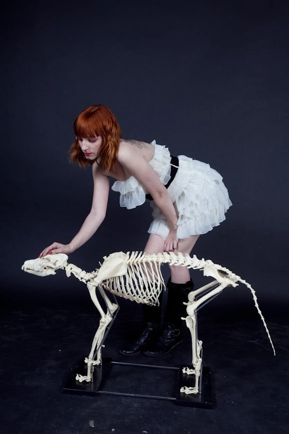 Skeletons And More Large Dog Skeleton 4 Skeletons And More Large Dog Skeleton