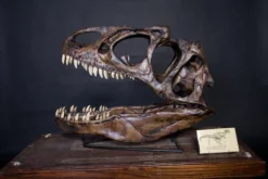 Valley Anatomical Preparations Inc. Allosaurus Skull Replica Rental