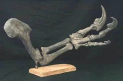 Gaston Design Dinosaur Props Mounted Allosaurus Arm Rental