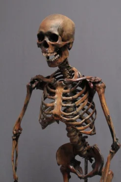 Dapper Cadaver Workshop Crime Scene Skeleton