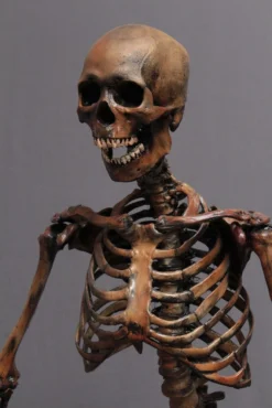 Dapper Cadaver Workshop Academic Skeleton