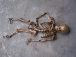 Dapper Cadaver Workshop Open Rib Skeleton Skeletons, Skulls & Bones